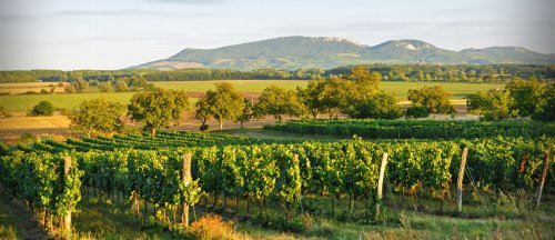 Viniční trať Aeibis je společná všem vínům vinařství (foto: www.holanek.com) vinice s výhledem na Pálavu