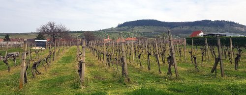 Pálava a zřícenina Sirotčího hrádku je viditelná z mnoha míst v Perné Pálava a zřícenina Sirotčího hrádku je viditelná z mnoha míst v Perné