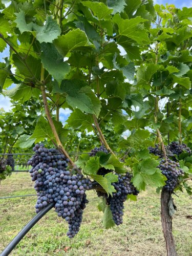 Hrozny Cabernetu Cortis z vinice ze Sedlce u Žebráku na Berounsku. Hrozny Cabernetu Cortis z vinice ze Sedlce u Žebráku na Berounsku.