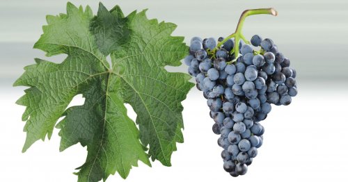 Odrůda Cabernet Cortis - hrozen a list Odrůda Cabernet Cortis - hrozen a list