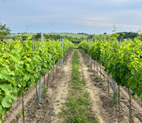Vinohrady obdělává Dominik Labuda ve vyšším stupni integrované produkce. Vinohrady Vinařství Labuda