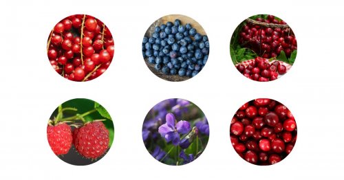 Aromata, která můžete najít ve vínech z odrůdy Blauburger. Aromata, která můžete najít v odrůdě Blauburger - rybíz, borůvky, třešně. maliny, fialky a další.