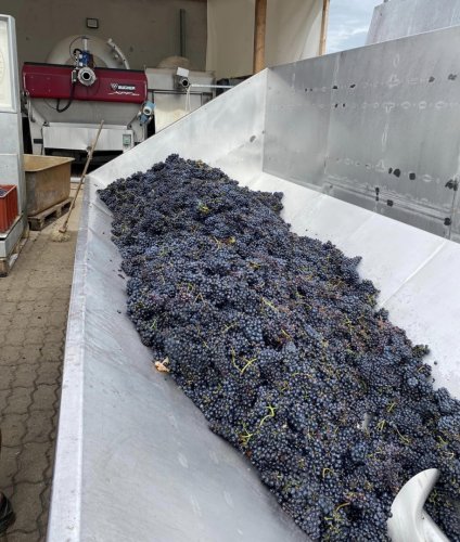 Podle Jiřího Maděřiče nás čeká skvělý ročník zejména pro červená vína (foto: facebook @Vinařství Maděřič) Podle Jiřího Maděřiče nás čeká skvělý ročník zejména pro červená vína (foto: facebook @Vinařství Maděřič)