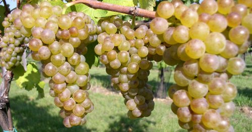 Hrozny odrůdy Viognier (foto: www.vinarstvi-glosovi.cz) Hrozny odrůdy Viognier (foto: www.vinarstvi-glosovi.cz)