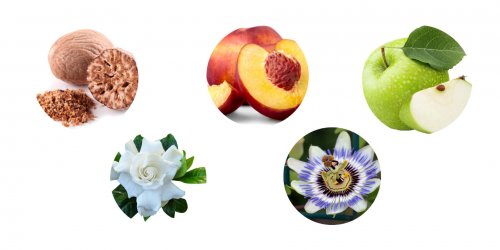 Ve vínech můžete cítit aroma muškátového oříšku, broskví i bílých květů Odrůda Müller Thurgau - zobrazení aromat typických pro víno