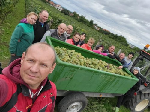 Aktuální produkce Vinařství Jaroslava Spěváka je okolo 10 000 lahví Jaroslav Spěvák stojí během vinobraní u valníku s hrozny