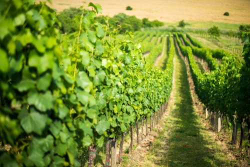 Pan Glos si potrpí na pořádek ve vinici, jeho jsou učebnicové (foto: www.vinarstvi-glosovi.cz)