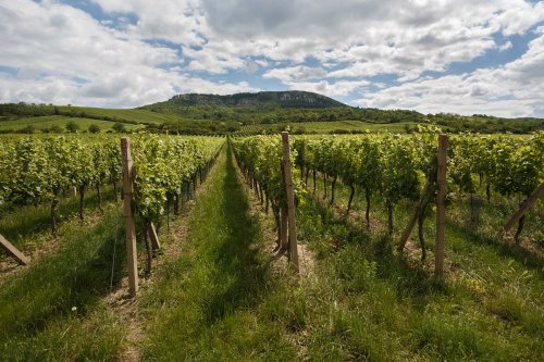Od Tanzberku jsme jeli po cyklostezce s nádherným pohledem na vinice a stolovou horu