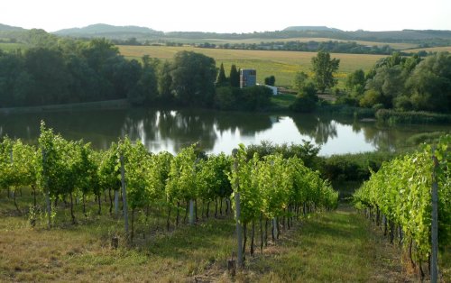 Pohled na Mušlov, areál Farmy Pálava i samotnou Pálavu z vinohradů vinařství Vican (foto: facebook @vinarstviVICAN)
