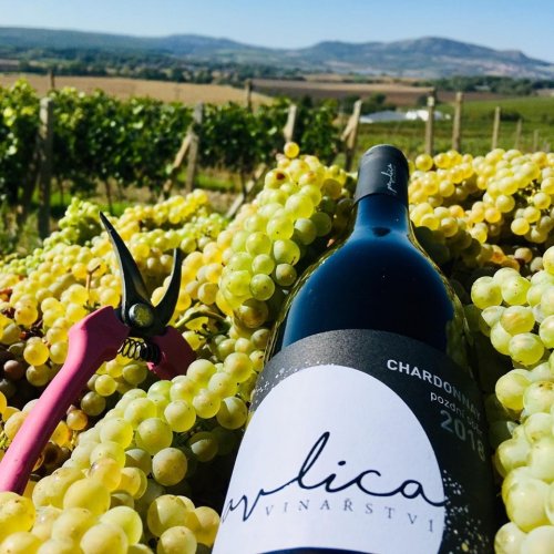 Letošní hrozny a loňský ročník vína Chardonnay při sklizni (foto: facebook @vinarstvipavlica)