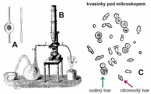 Nástroj, který si Louis Pasteur nechal vytvořit pro pozorování kvasinek v kvasícím moštu. Tenká skleněná trubka vyfouknutá do zploštělé koule (A) byla umístěna na stolek mikroskopu (B). Různé kvasinky lišící se tvarem buněk v kvasícím moštu pod mikroskopem (C). Upraveno podle Pasteur (1876) Nástroj, který si Louis Pasteur nechal vytvořit pro pozorování kvasinek v kvasícím moštu. Tenká skleněná trubka vyfouknutá do zploštělé koule (A) byla umístěna na stolek mikroskopu (B). Různé kvasinky lišící se tvarem buněk v kvasícím moštu pod mikroskopem (C). Upraveno podle Pasteur (1876)