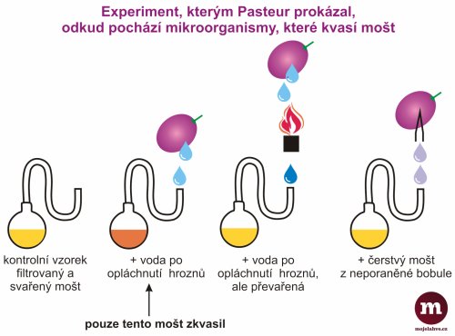 Experiment, kterým Louis Pasteur dokázal, že mikroorganismy, které se podílejí na alkoholovém kvašení vína, žijí na povrchu bobulí révy. Ilustrace © MojeLahve.cz Experiment, kterým Louis Pasteur dokázal, že mikroorganismy, které se podílejí na alkoholovém kvašení vína, žijí na povrchu bobulí révy. Ilustrace © MojeLahve.cz