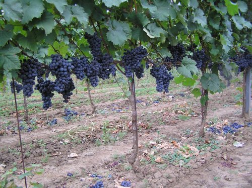 Redukce hroznů Cabernetu Moravia