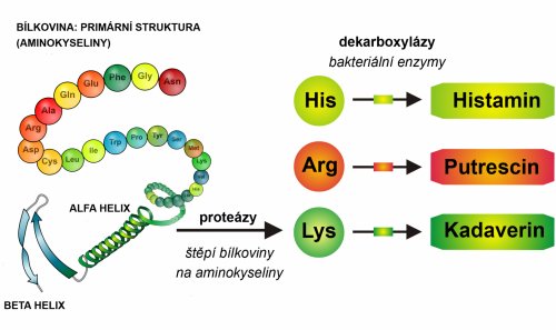 Tvorba biogenních aminů z aminokyselin (histidin, arginin, lysin a další) enzymatickou činností baktérií. (Struktura bílkoviny převzata z biochemistry3rst.wordpress.com)