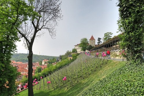 Svátek růžových vín na Svatováclavské vinici Svátek růžových vín na Svatováclavské vinici