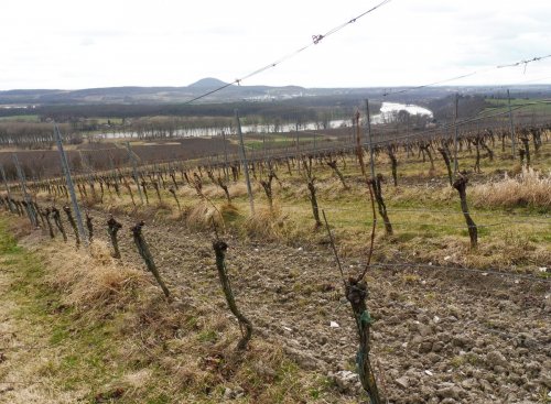Vinice Sovice, pohled směr Roudnice n. Labem