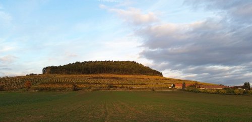 Vinice Sovice, celkový pohled. Foto: P. Rybyšarová