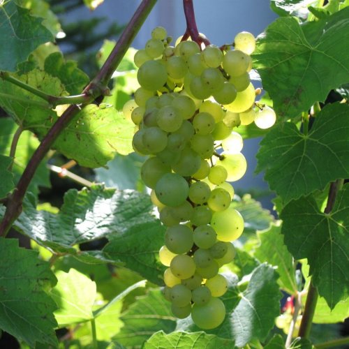Hrozen odrůdy Aurora. Jedná se o komplexního křížence odrůd Seibel 788 (Sicilien × Clairette Dorée Ganzin) a Seibel 29 (kříženec odrůdy Munson a blíže neurčené odrůdy Vitis vinifera). Foto © ZbyszekB/Wikipedia CC BY-SA 4.0