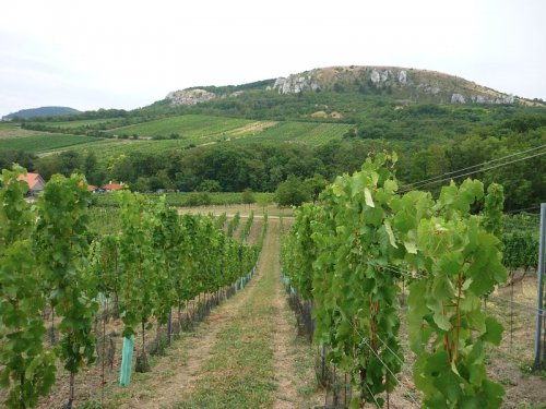 vinice Naturvini