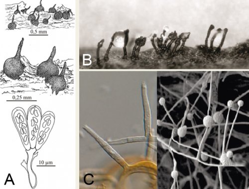Phaeoacremonium minimum. Zdroj © M.V. Catania, L. Mostert