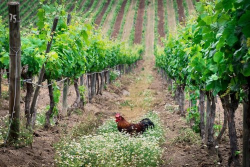 Ve vinicích v bio režimu se často prochází domácí zvířata. Foto © Winniepix Sue Winston/Flickr CC BY 2.0