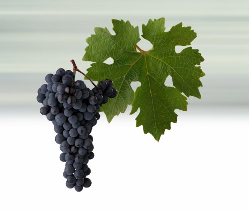 Odrůda Cabernet Sauvignon - list a hrozen Odrůda Cabernet Sauvignon - list a hrozen