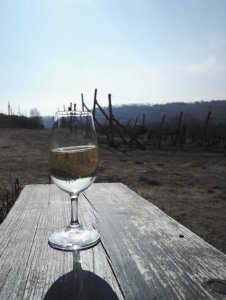 Obrazok vínomilce Paja130