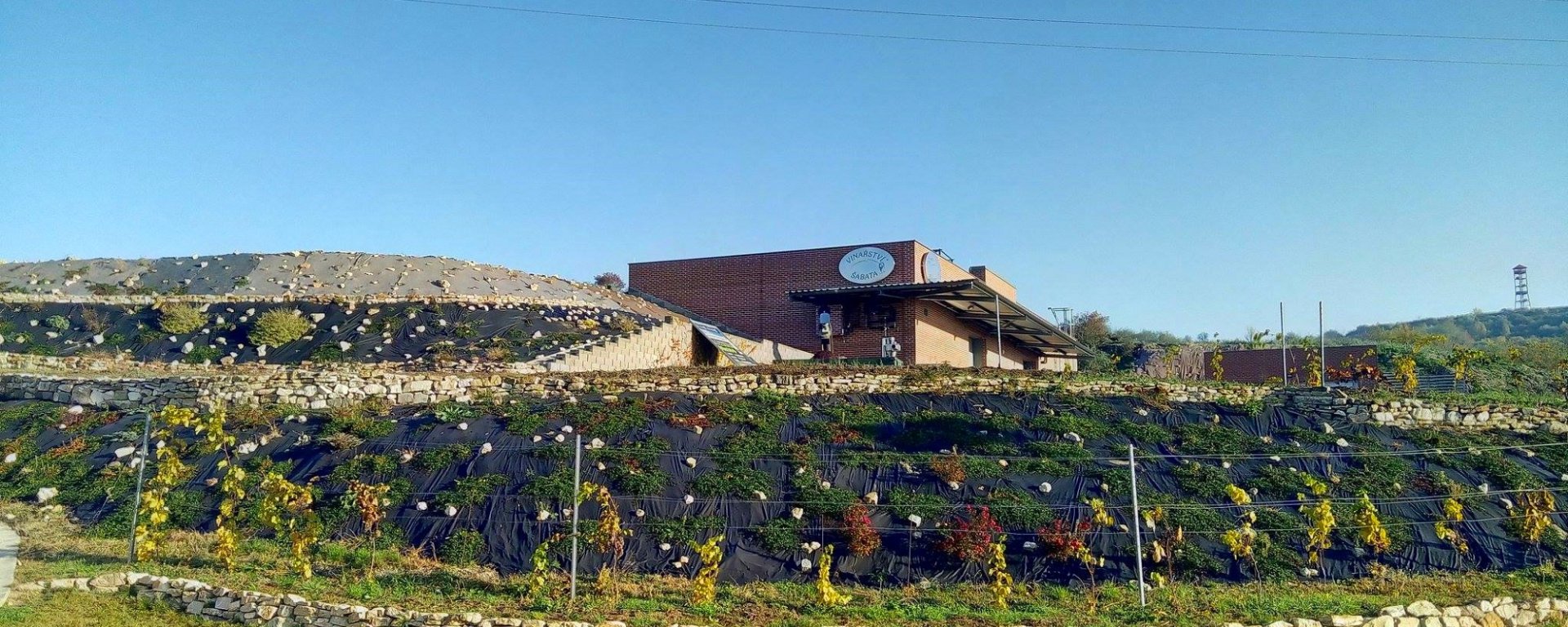víno, vinařství, vinohrad, réva vinná