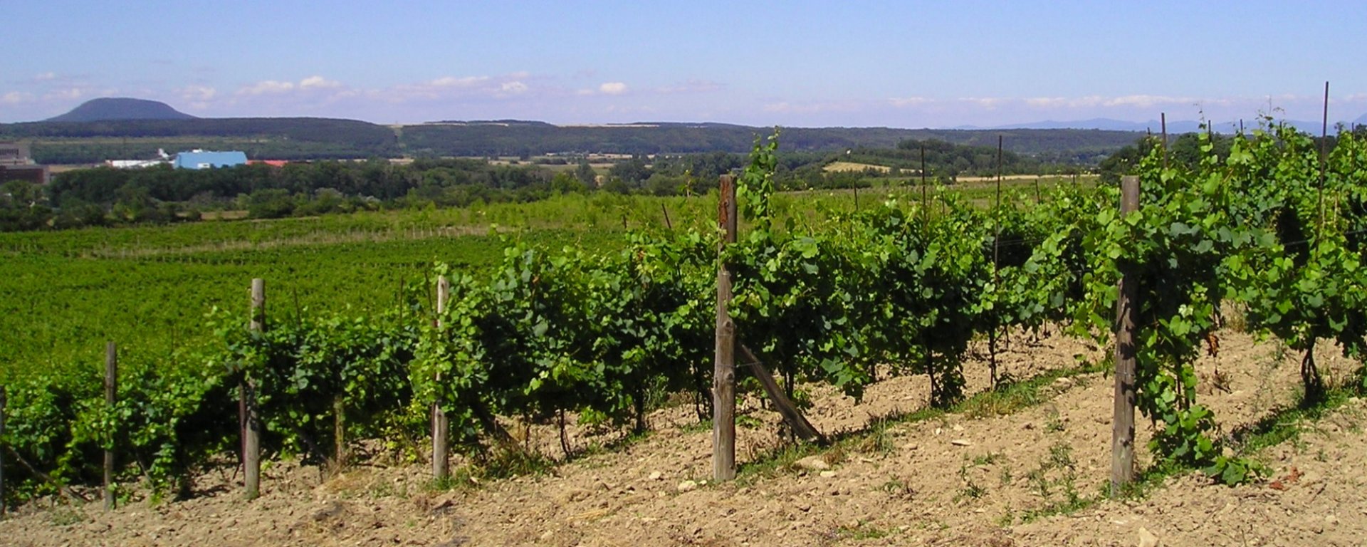 víno, vinařství, vinohrad, réva vinná