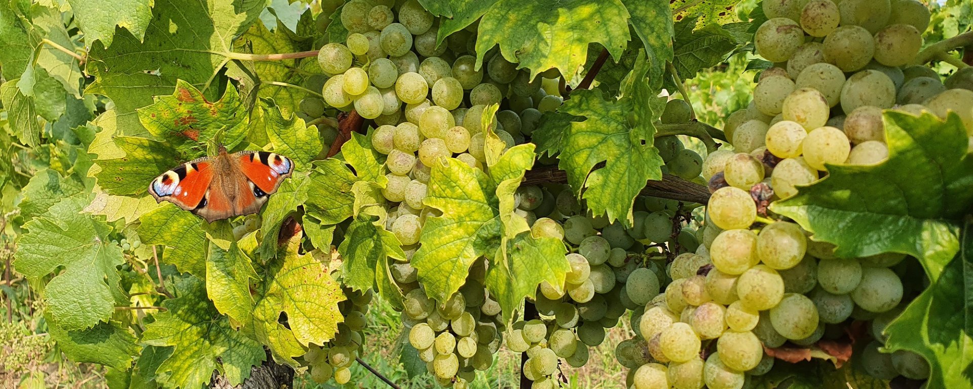 víno, vinařství, vinohrad, réva vinná