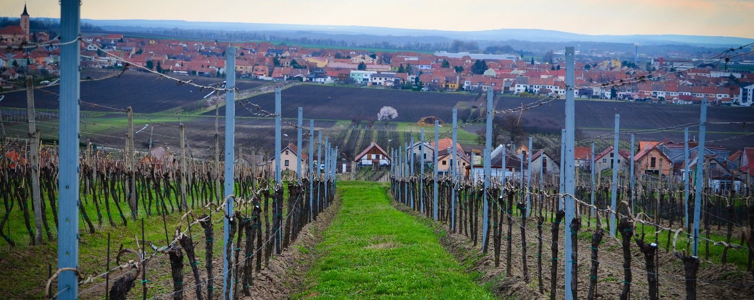 víno, vinařství, vinohrad, réva vinná