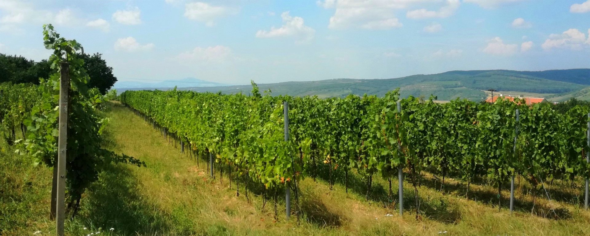 víno, vinařství, vinohrad, réva vinná