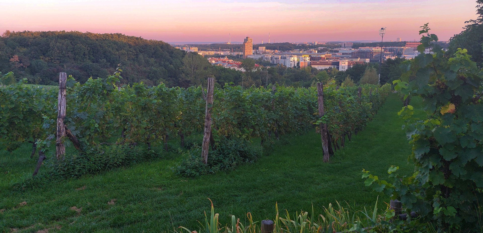 Vinařské družstvo sv. Václav (Máchalka)