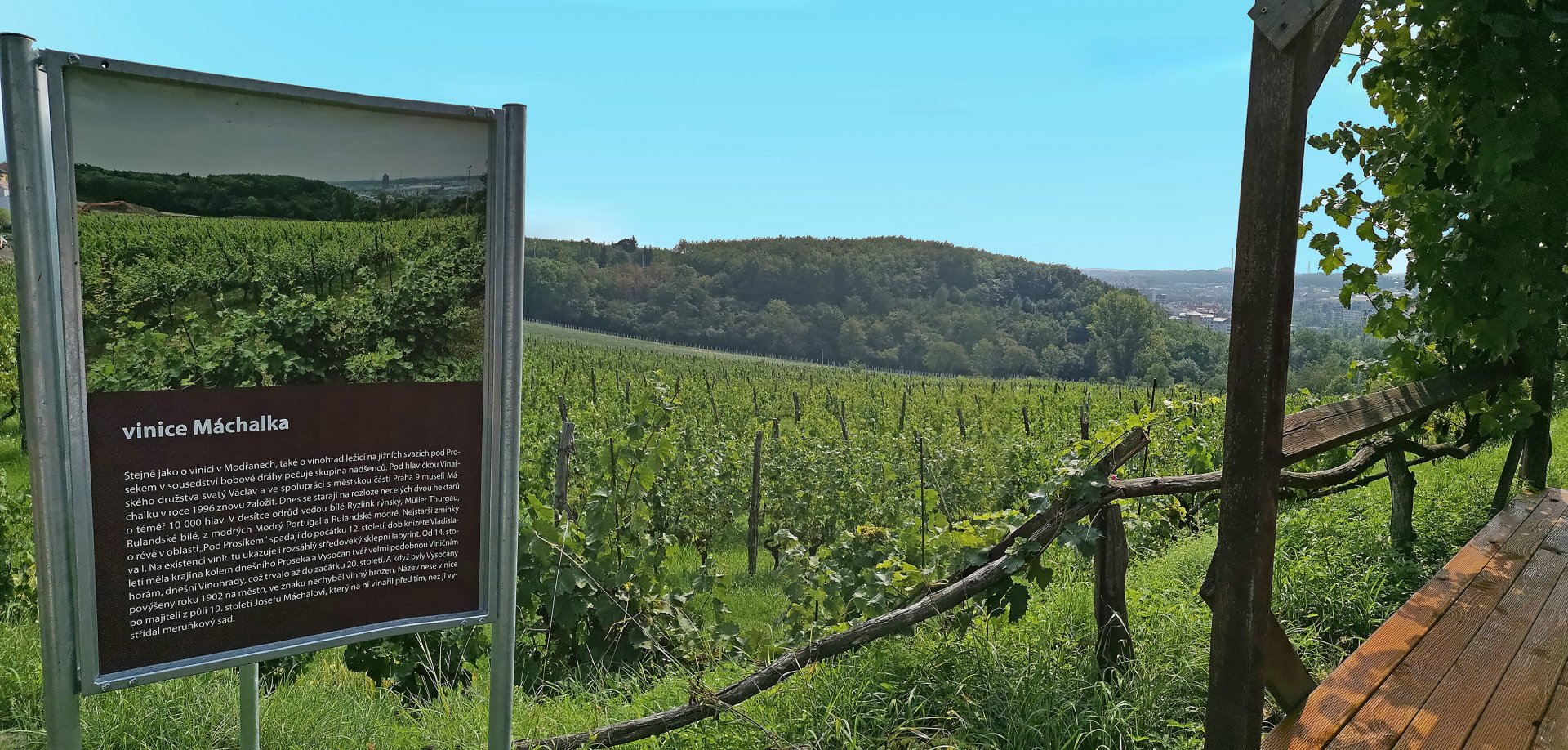 Vinařské družstvo sv. Václav (Máchalka)