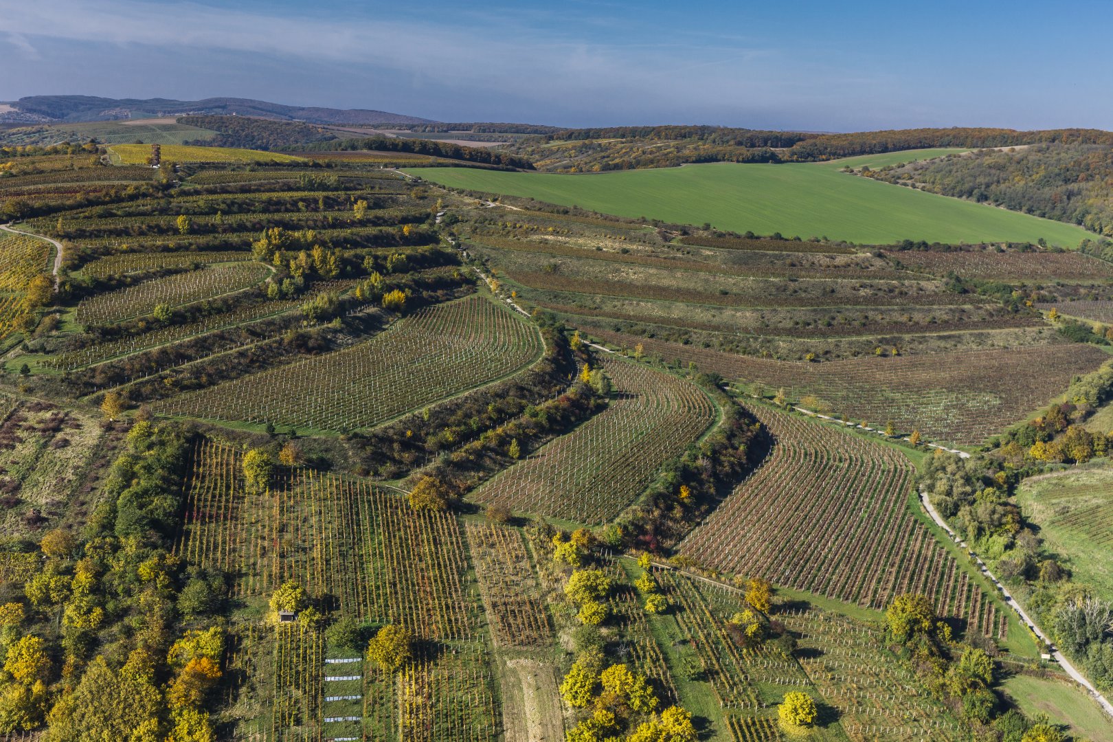 Rodinné  BIOvinařství Jedlička, Bořetice