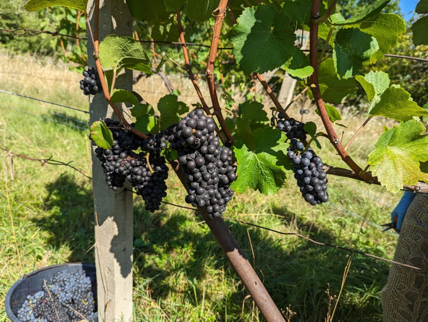 Fľaša vína Modrohorské Cuvée 2021, moravské zemské víno (suché)