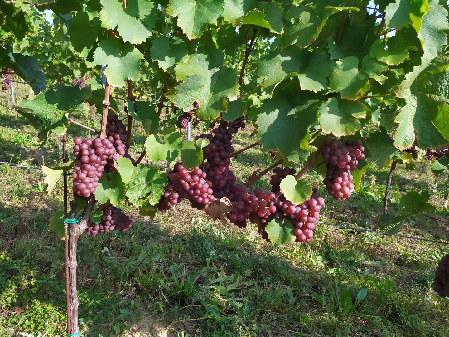 Fľaša vína Roter riesling 2020, zemské víno (suché)
