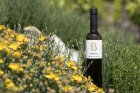 Botanica 2024, české zemské víno Botanica 2024, české zemské víno