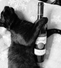Cabernet Sauvignon 2015, pozdný sber Cabernet Sauvignon 2015, pozdný sber