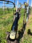 Cuveé Ryvee 2024, moravské zemské víno Cuveé Ryvee 2024, moravské zemské víno