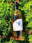 Zweigeltrebe rose 2023, zemské víno Zweigeltrebe rose 2023, zemské víno