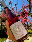 Zweigeltrebe rosé FRIZZANTE - STARÁ HORA 2020, zemské víno - perlivé Zweigeltrebe rosé FRIZZANTE - STARÁ HORA 2020, zemské víno - perlivé
