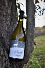 Chardonnay 2019, zemské víno Chardonnay 2019, zemské víno