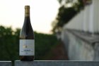 Sauvignon 2017, zemské víno Sauvignon 2017, zemské víno